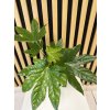 fatsia japonica