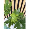 fatsia japonica