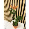 Strelitzia umělý květ