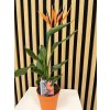 Strelitzia umělý květ