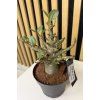 Adenium baobab