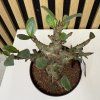 Adenium baobab