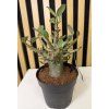 Adenium baobab