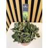 Crassula ovata variegata