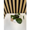 Pilea