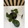 Pilea