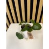 Pilea