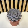Echeveria orion