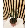 Sansevieria fernwood mikado