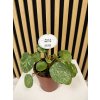 Pilea mojito