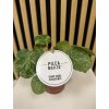 Pilea mojito