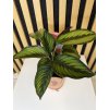 Calathea beauty star