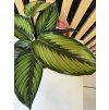 Calathea beauty star