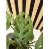 Monstera obliqua