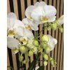 Phalenopsis beethoven