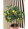 Citrus calamondem