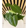 Monstera deliciosa