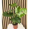 Monstera deliciosa