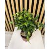 Ficus