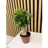 Ficus juta