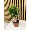 Ficus