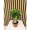 Ficus