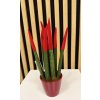 Sanseveria velvet A