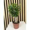 Ficus