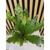 Asplenium nidus