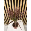 Dracena colorama