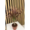 Dracena colorama