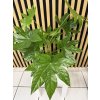 fatsia japonica