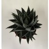 Aloe tiki tahi