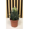 Aloe tiki tahi