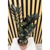 Zamioculcas raven