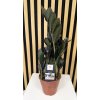 Zamioculcas raven