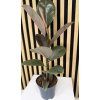 Ficus elastica tineke