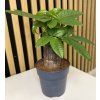 Pachira trunk