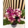 Streptocarpus červený