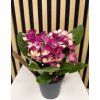 Streptocarpus červený