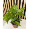 Aucuba japonica variegata