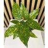 Aucuba japonica variegata