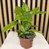 Aucuba japonica variegata