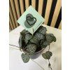Ceropegia woodii
