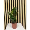 Zamioculcas zamiifolia