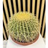 Echinocactus grusonii