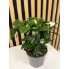 Gardenia jasminoides