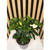 Gardenia jasminoides