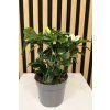 Gardenia jasminoides