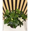Gardenia jasminoides